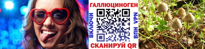 Купить где  Белёв  Псилоцибиновые грибы Psilocybe 
